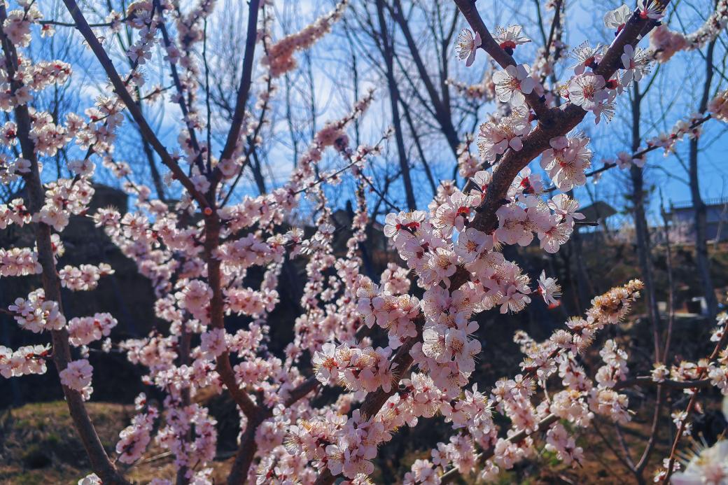 關(guān)于春天：微風(fēng)，野花，風(fēng)箏，還有好久不見的你