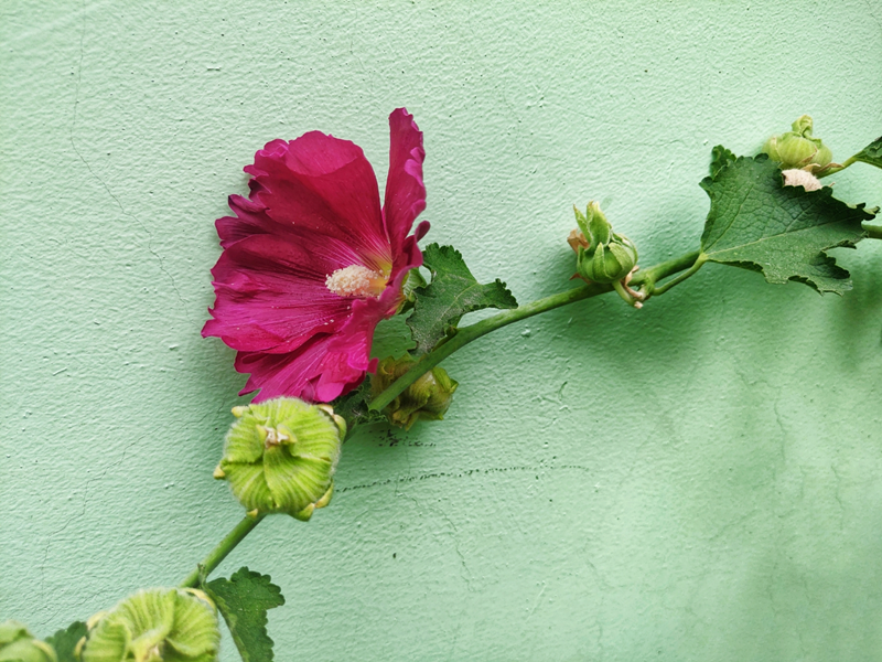 蜀葵花開(kāi)，藏在記憶里的祖孫情