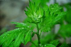 端午節(jié)的艾草