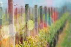 流年無恙，光陰留香