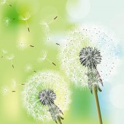 你若盛開(kāi)，清風(fēng)自來(lái)