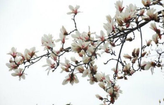 又見玉蘭花滿枝