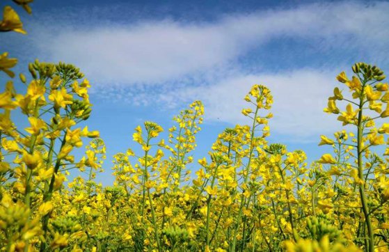 三月，你好